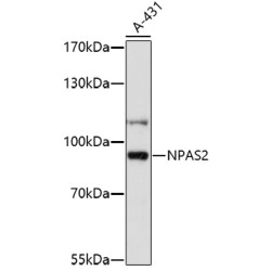 NPAS2 Rabbit pAb