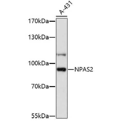 NPAS2 Rabbit pAb
