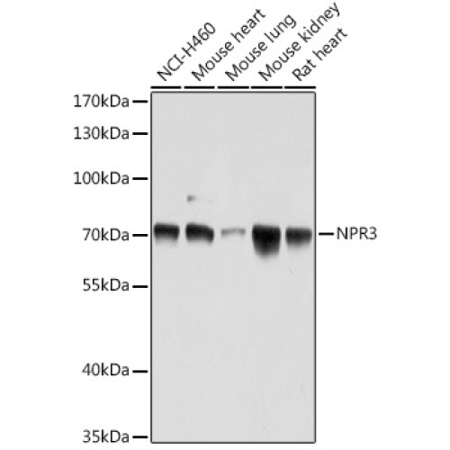 NPR3 Rabbit pAb