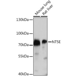 CD73/NT5E Rabbit pAb