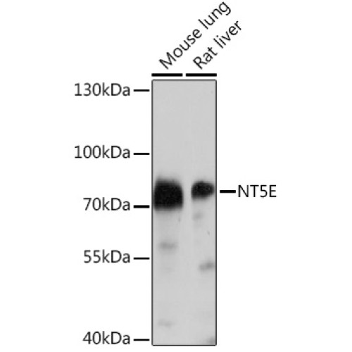 CD73/NT5E Rabbit pAb