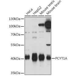 PCYT1A Rabbit pAb