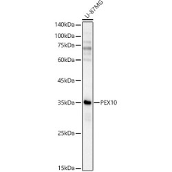 PEX10 Rabbit pAb
