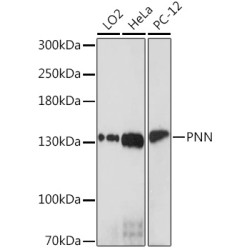 PNN Rabbit pAb