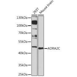ADRA2C Rabbit pAb