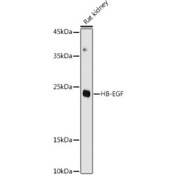 HB-EGF Rabbit pAb