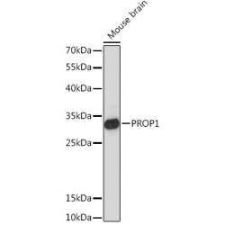 PROP1 Rabbit pAb