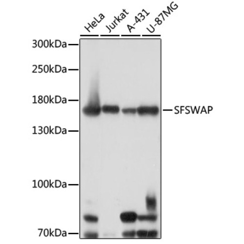 SFSWAP Rabbit pAb