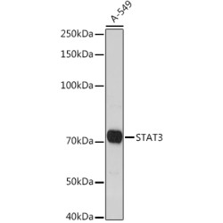 STAT3 Rabbit pAb