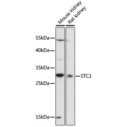 STC1 Rabbit pAb