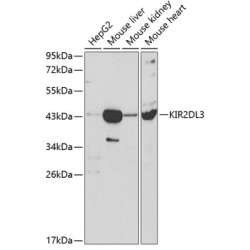 KIR2DL3 Rabbit pAb