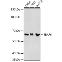 TRAF6 Rabbit pAb