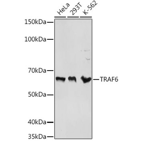 TRAF6 Rabbit pAb