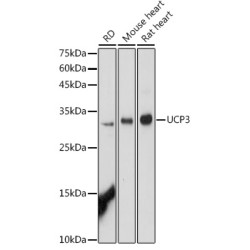 UCP3 Rabbit pAb