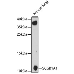 SCGB1A1 Rabbit pAb