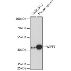WIPF1 Rabbit pAb