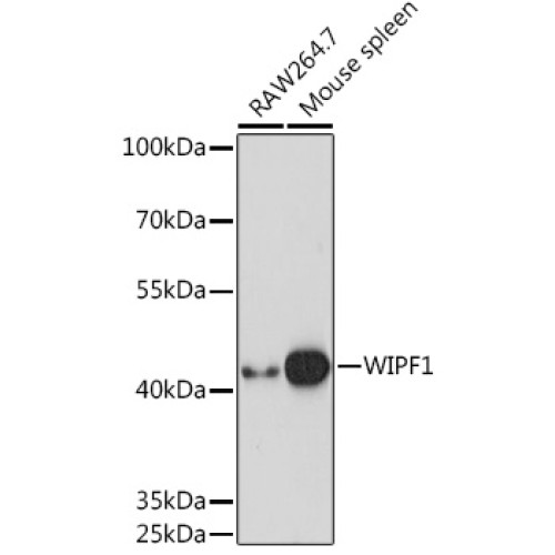 WIPF1 Rabbit pAb