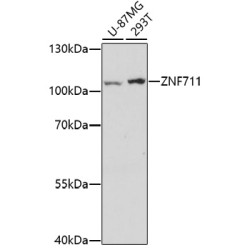 ZNF711 Rabbit pAb