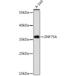 ZNF75A Rabbit pAb