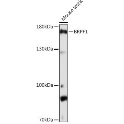 BRPF1 Rabbit pAb