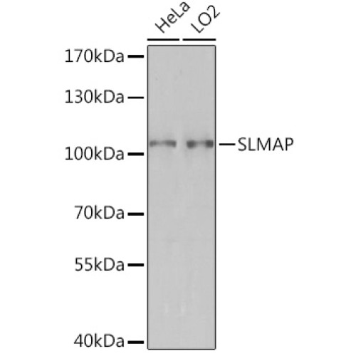 SLMAP Rabbit pAb