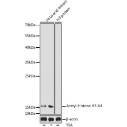 Acetyl-Histone H3-K4 Rabbit pAb