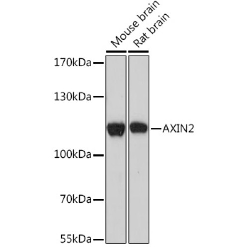 AXIN2 Rabbit pAb