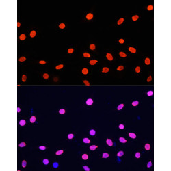 Histone H4 Rabbit pAb