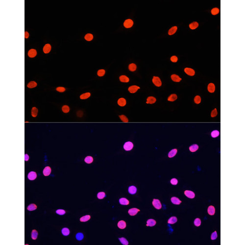 Histone H4 Rabbit pAb