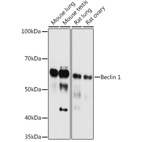 Beclin 1 Rabbit pAb