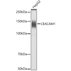 CD66a/CEACAM1 Rabbit pAb