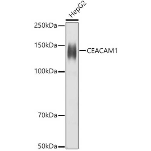 CD66a/CEACAM1 Rabbit pAb