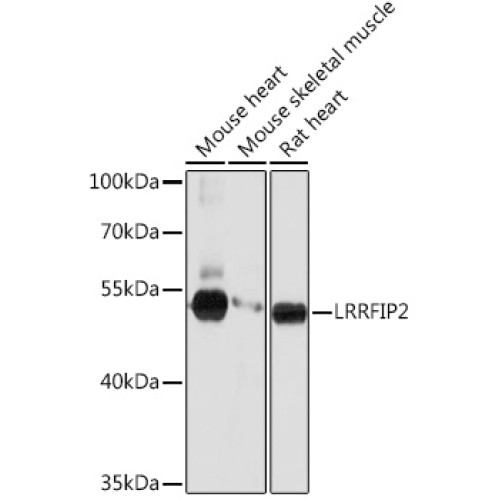 LRRFIP2 Rabbit pAb