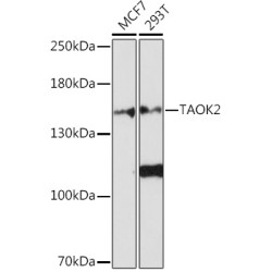 TAOK2 Rabbit pAb