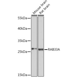 RAB33A Rabbit pAb