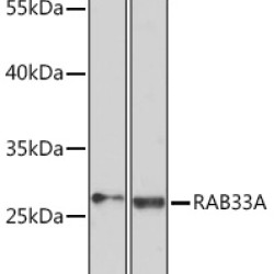 RAB33A Rabbit pAb