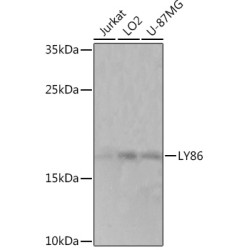 LY86 Rabbit pAb