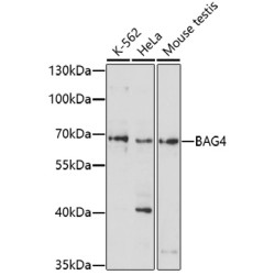 BAG4 Rabbit pAb
