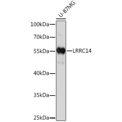 LRRC14 Rabbit pAb