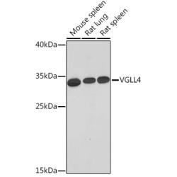 VGLL4 Rabbit pAb