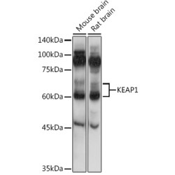 KEAP1 Rabbit pAb