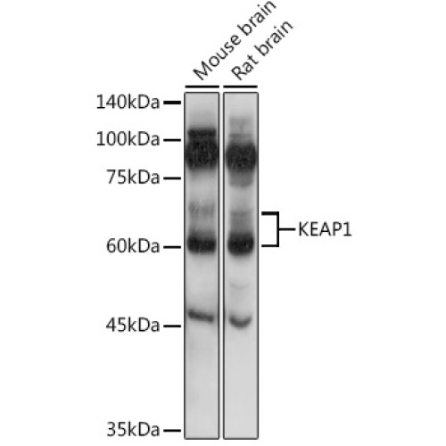KEAP1 Rabbit pAb