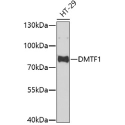 DMTF1 Rabbit pAb