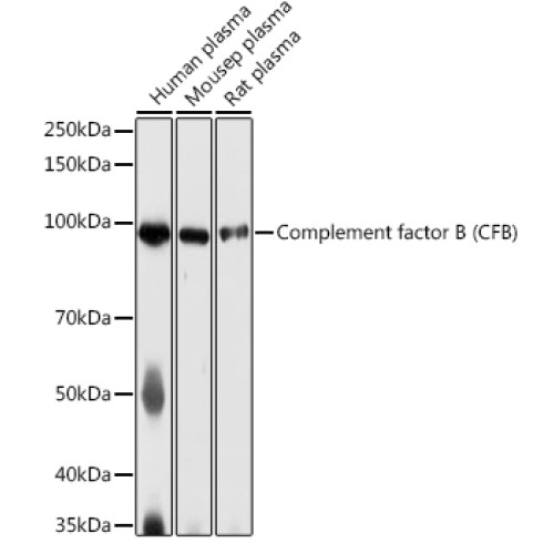 Complement factor B (CFB) Rabbit pAb