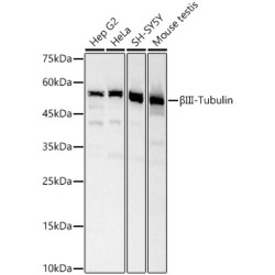 βIII-Tubulin Rabbit pAb