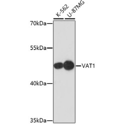 [KO Validated] VAT1 Rabbit pAb