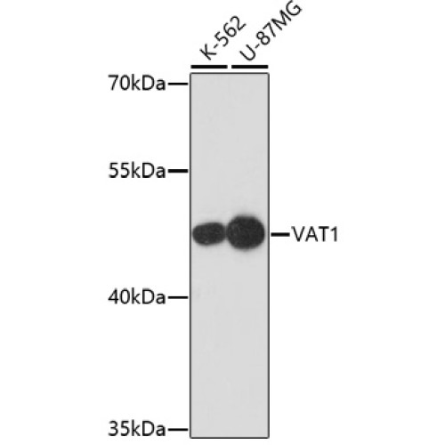 [KO Validated] VAT1 Rabbit pAb