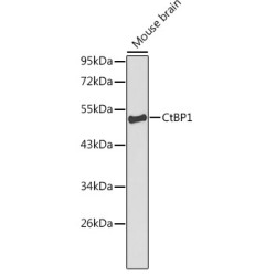 CtBP1 Rabbit pAb