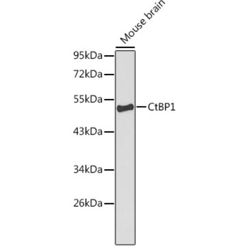 CtBP1 Rabbit pAb