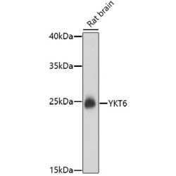 YKT6 Rabbit pAb